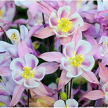 Aquilegia blume samen for anpflanzung – light blau & rosa