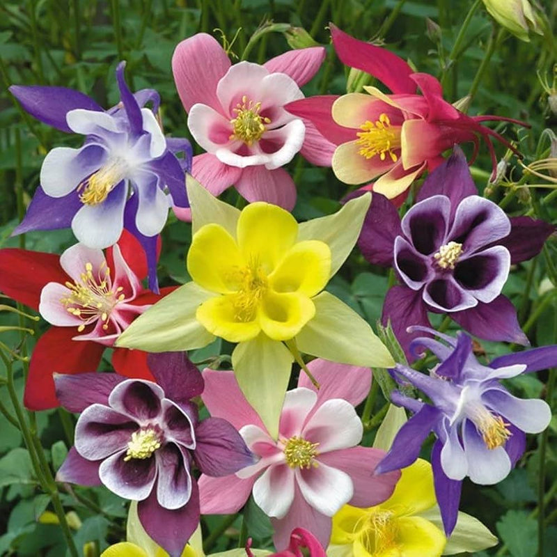 Aquilegia mixed blume samen for garten anpflanzung