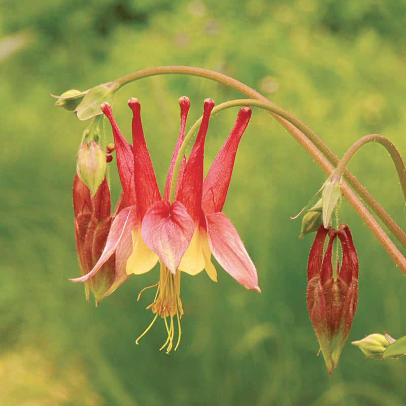 Aquilegia blume samen for elegant anpflanzung