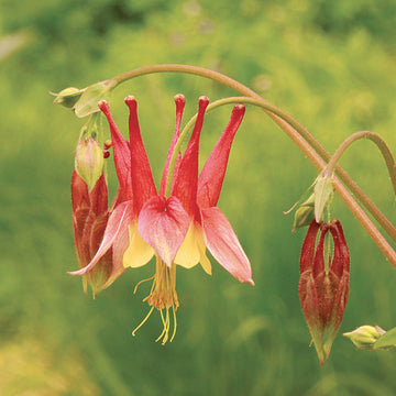 Aquilegia blume samen for elegant anpflanzung