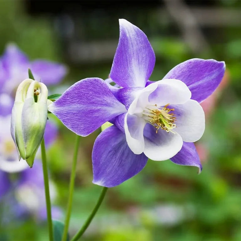 Blau and weiß aquilegia planted along garten border