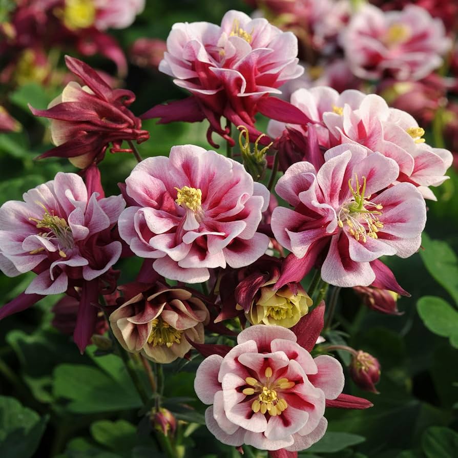 Light rosa aquilegia planted along garten border
