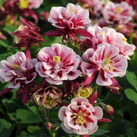 Light rosa aquilegia planted along garten border