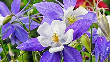 Lila weiß aquilegia planted along garten border