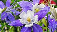 Lila weiß aquilegia planted along garten border