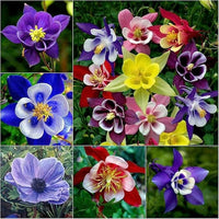 Aquilegia blumen wachsend along a garten border