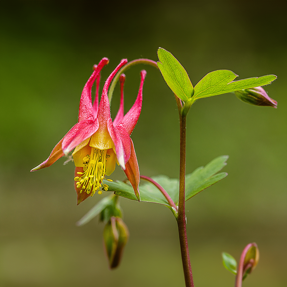 Aquilegia pflanzen in a cottage garten setting