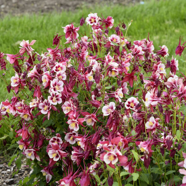 Aquilegia samen for borders and colorful beds
