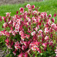 Aquilegia samen for borders and colorful beds
