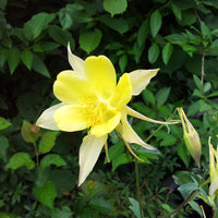 Akelei Gelb Blumensamen zur Aussaat – hochwertige Qualitäts- Samen