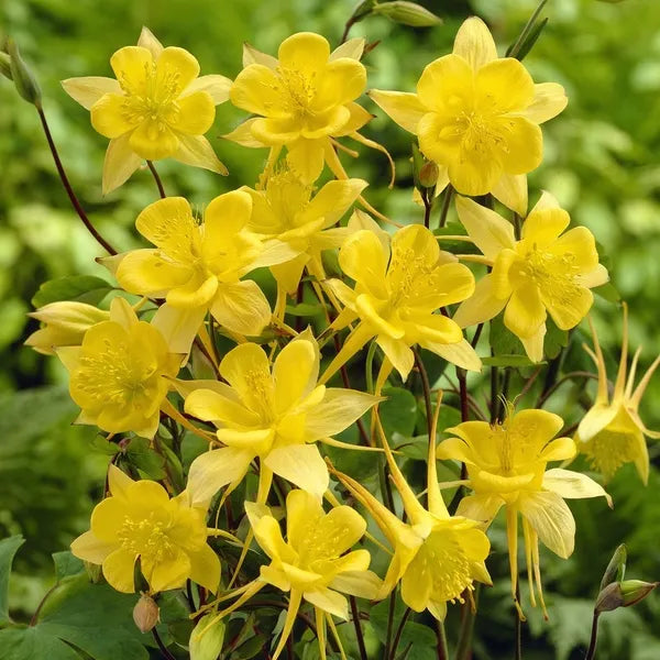 Akelei Chrysantha Blumensamen zur Aussaat sonnenliebend Traditionssorte & ohne Gentechnik Samen Hausgarten