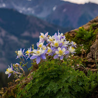 Tower Columbine Blumensamen zur Aussaat – ideal Rabatten Traditionssorte & ohne Gentechnik Samen Hausgarten