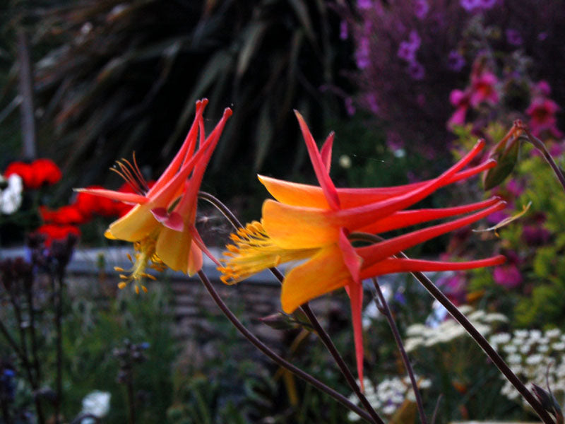 Tequila Sunrise Columbine Akelei spp Blumensamen zur Aussaat Garten