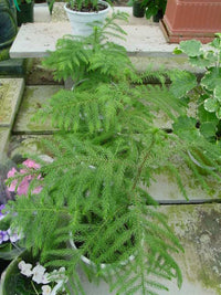 Grün Araucaria Blumensamen zur Aussaat – farbenfroh Schau – Traditionssorte & ohne Gentechnik Samen Hausgarten
