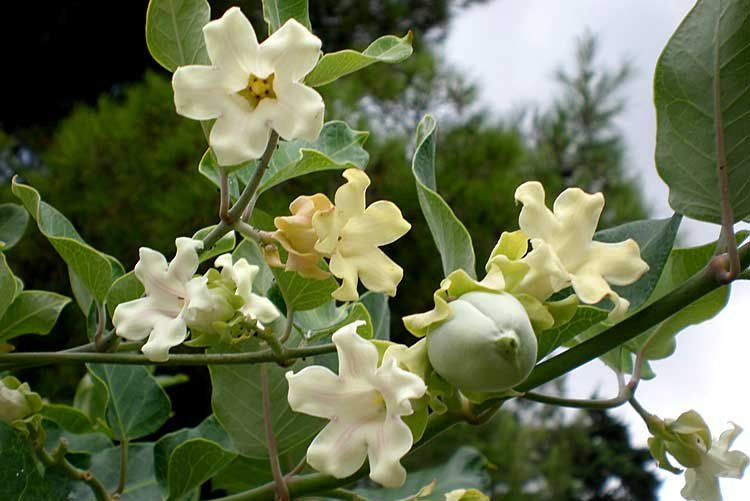 Araujia climbing blume samen for anpflanzung