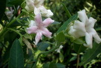 Araujia climbing vines on trellis