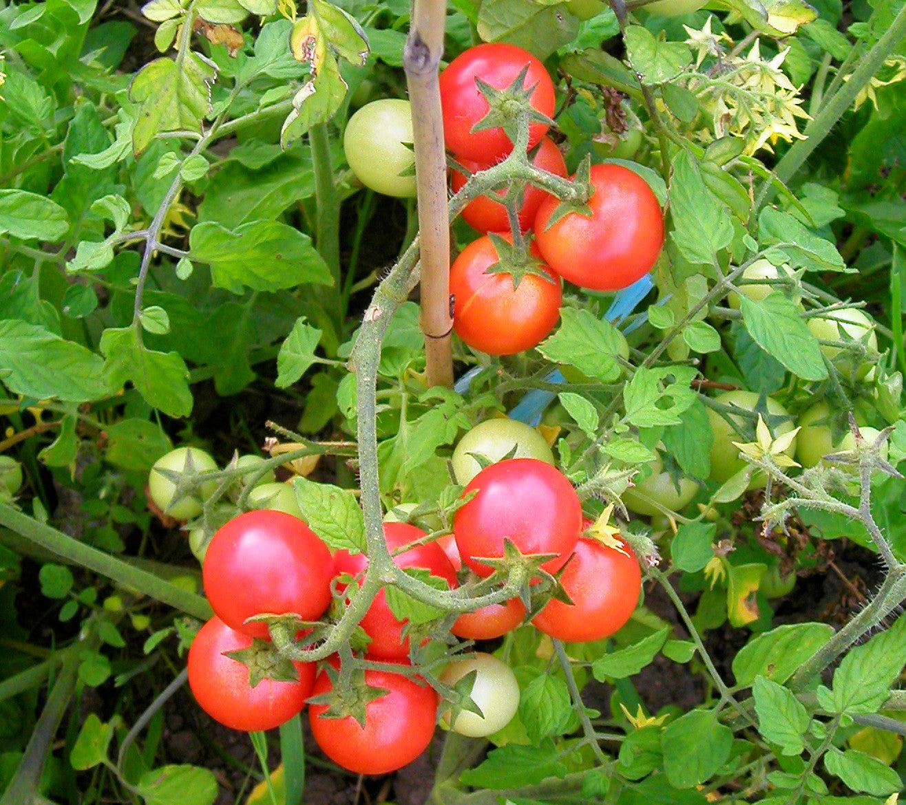 Arctic plenty fruit pflanze gezogen aus samen