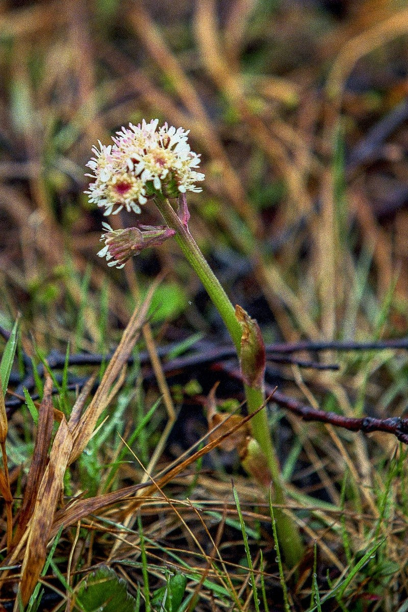 Arctic Sweet Coltsfoot Samen thriving in moist soil Garten areas