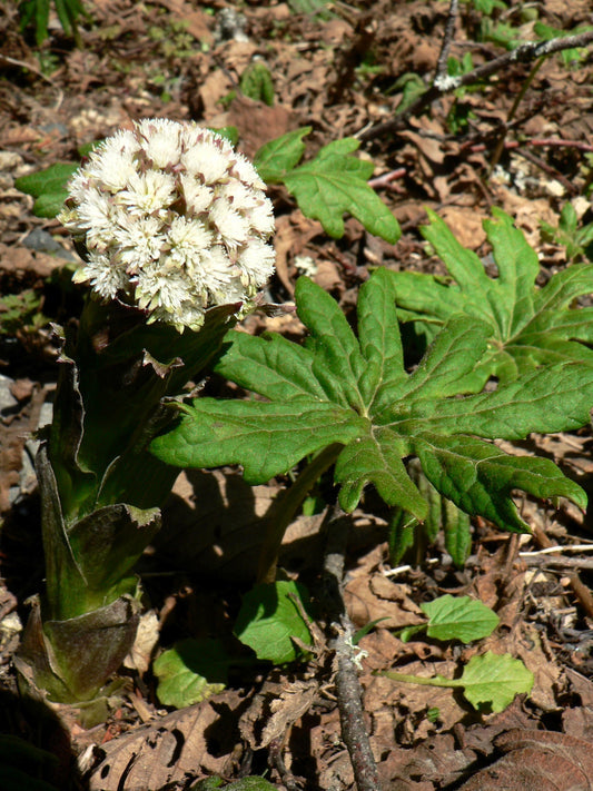 Arctic Sweet Coltsfoot Samen Petasites frigidus Anbau cold-hardy perennial Pflanzen