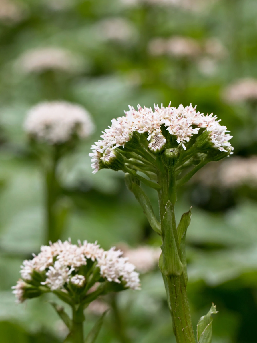 Shade Garten Arctic Sweet Coltsfoot Pflanzen grown from gentechnikfrei Samen