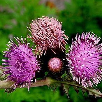 Arctium lappa essbar burdock Anbau in full sun
