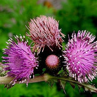 Arctium lappa essbar burdock Anbau in full sun