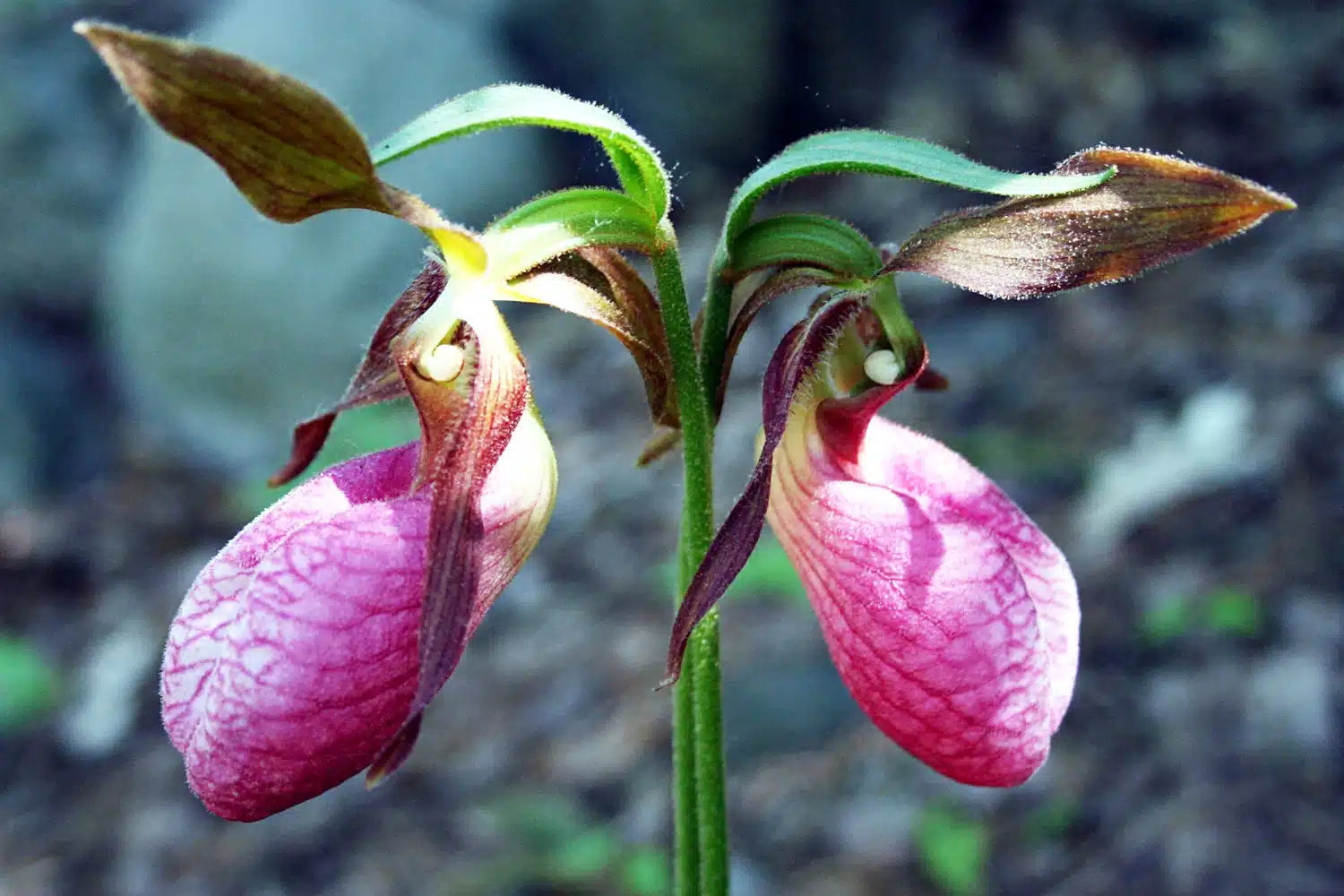 Lady's Slipper Blumensamen zur Aussaat – kompakt Wuchs – Traditionssorte & ohne Gentechnik Samen Hausgarten