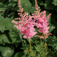 Prachtspiere Arendsii Blumensamen zur Aussaat Bestäuber freundlich Traditionssorte & ohne Gentechnik Samen Hausgarten