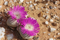 Argyroderma Blumensamen zur Aussaat robust Sorte Traditionssorte & ohne Gentechnik Samen Hausgarten