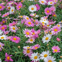 Gemischt Argyranthemum Blumensamen zur Aussaat – Schnitt Blume beliebt – Traditionssorte & ohne Gentechnik Samen Hausgarten