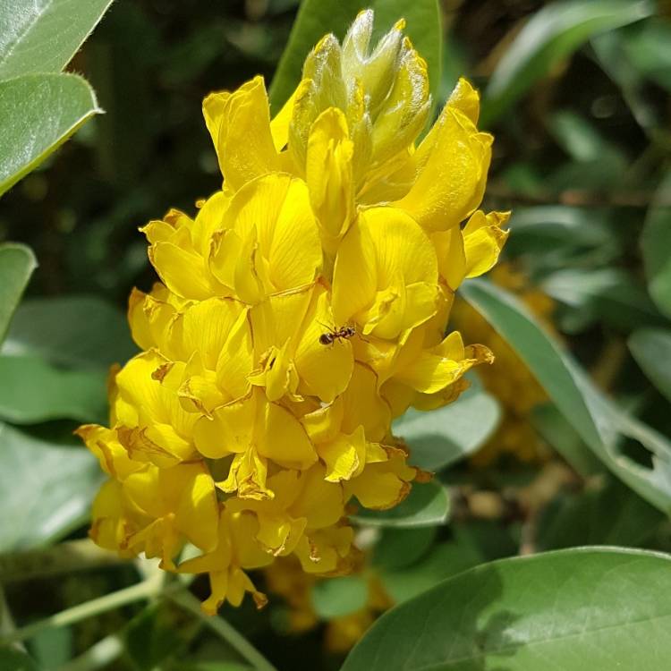 Argyrocytisus blume samen for anpflanzung compact growth heirloom & gmo free samen for home garten
sale for anpflanzung in home garten