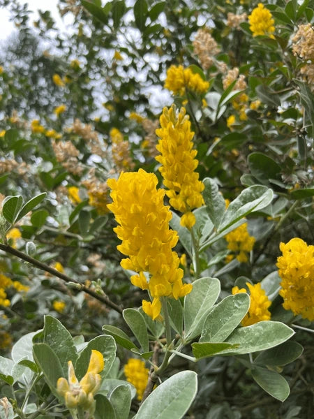 Argyrocytisus Blumensamen zur Aussaat kompakt Wuchs Traditionssorte & ohne Gentechnik Samen Hausgarten