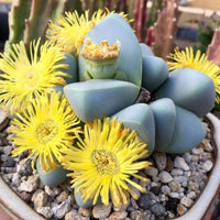 Argyroderma blume blooming from succulent