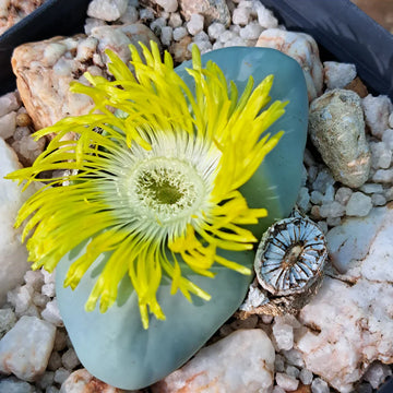 Argyroderma succulent samen for anpflanzung
