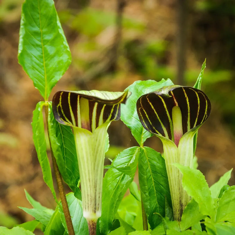 Arisaema triphyllum jack-in-the-pulpit samen for anpflanzung