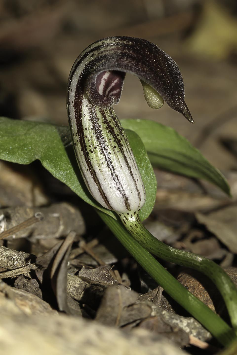 Arisarum Vulgare Samen zur Aussaat