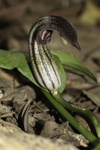 Arisarum Vulgare Samen zur Aussaat