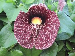 Aristolochia elegans blume samen for anpflanzung