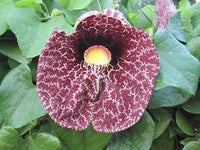 Aristolochia elegans blume samen for anpflanzung