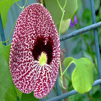 Aristolochia Elegans Blumensamen zur Aussaat robust Sorte Traditionssorte & ohne Gentechnik Samen Hausgarten