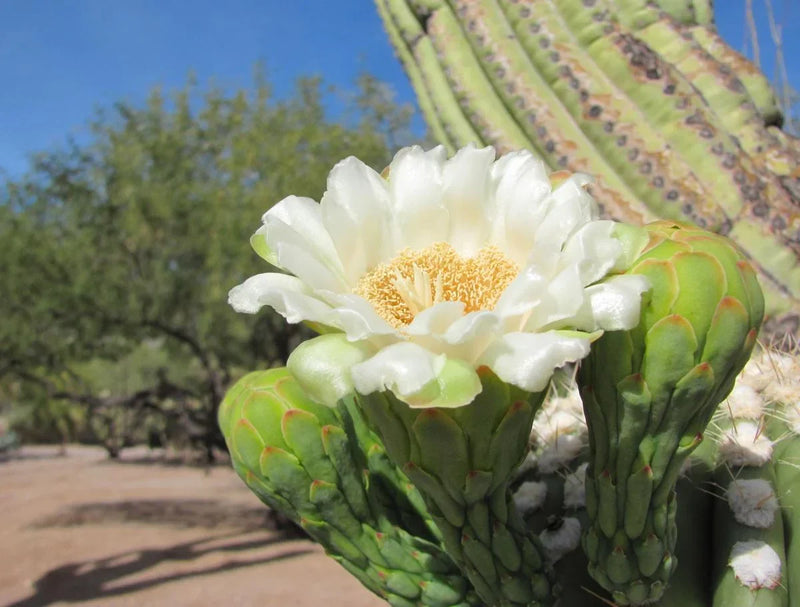 Arizona blume samen for anpflanzung desert beauty collection