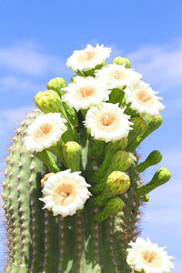 Arizona desert beauty garten landscape