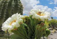 Arizona blume seedlings emerging in sandy soil