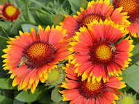Gelb und Rot Arizona Blumensamen zur Aussaat