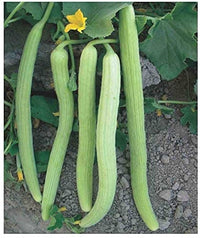 Armenian pale grüne cucumber samen non-gmo für süße refreshing cucumbers