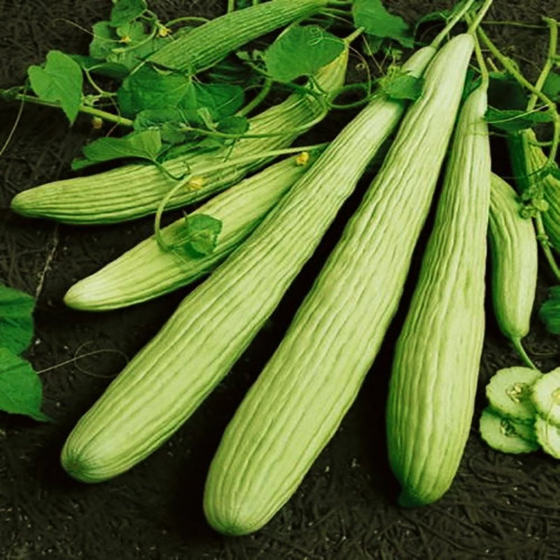 Armeno yard cucumber samen long non-gmo cucumber samen für aussaat