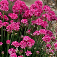 Armeria pflanzen decorating garten borders