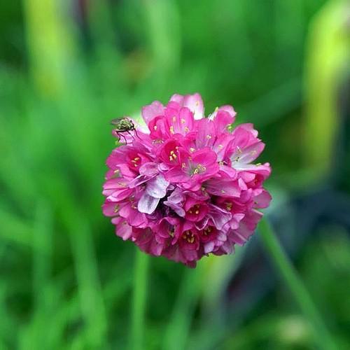 Close-up of colorful armeria blume clusters