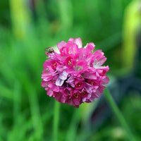 Close-up of colorful armeria blume clusters