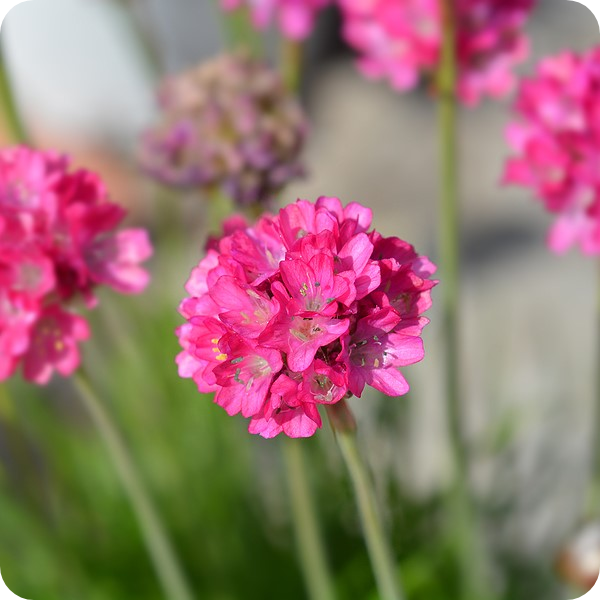 Armeria blume samen for colorful blooms anpflanzung